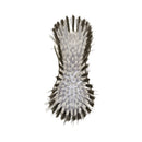 Home Gallery Scrub Brush