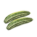 Zucchini