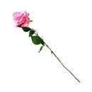 Ideal Living Rose Flower Single