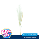 Ideal Living Pampas Grass