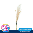 Ideal Living Pampas Grass