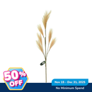 Ideal Living Pampas Grass