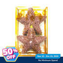 Ideal Living 2in1 Christmas Star