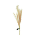 Ideal Living Pampas Grass