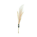 Ideal Living Pampas Grass