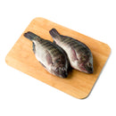 Tilapia Saci Big
