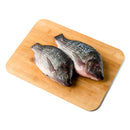 Tilapia Saci Big