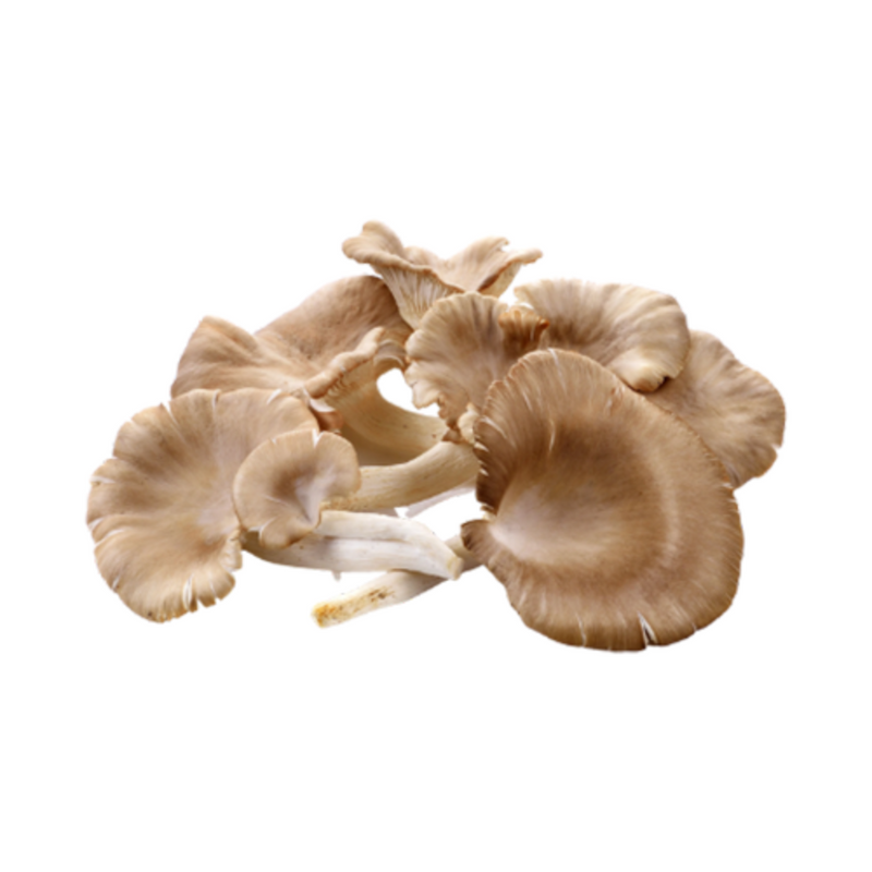 Oyster Mushroom 100g