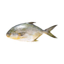 Pompano Approx. 1kg