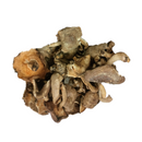 Dried Mushroom